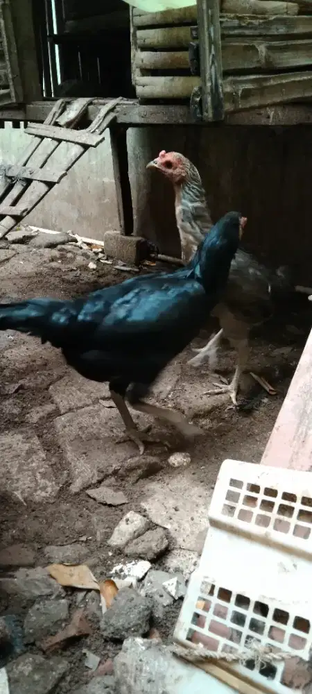 Ayam Usia 2 Bulan Aseel Rajahstan India X  Betina Yokeeree & Saekhon