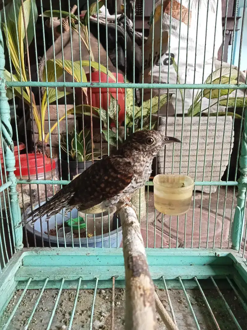 Burung kedasih Wiwik uncuing