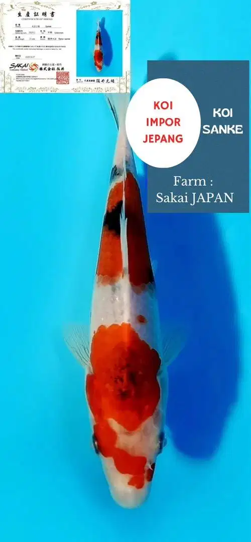 Ikan koi sanke impor jepang