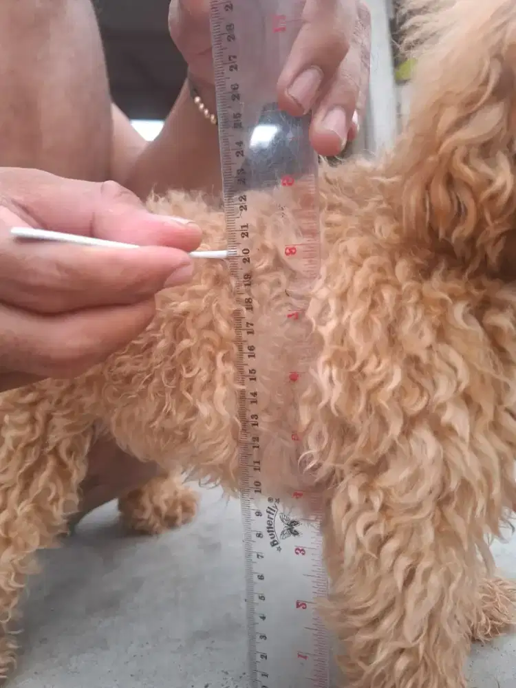 ECER BORONG TOY TINY ANJING POODLE TOY