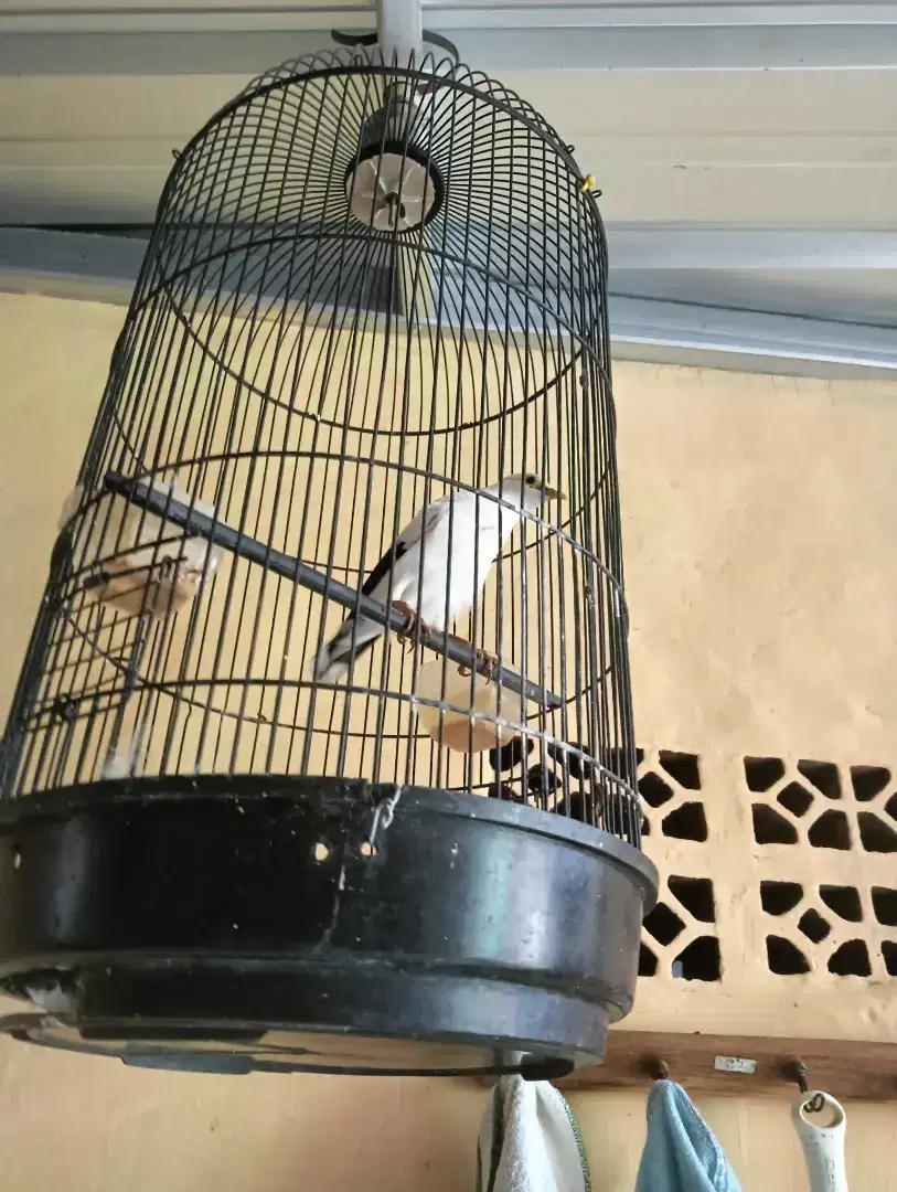 Di jual burung kutilang putih gemuk sehat minat wa