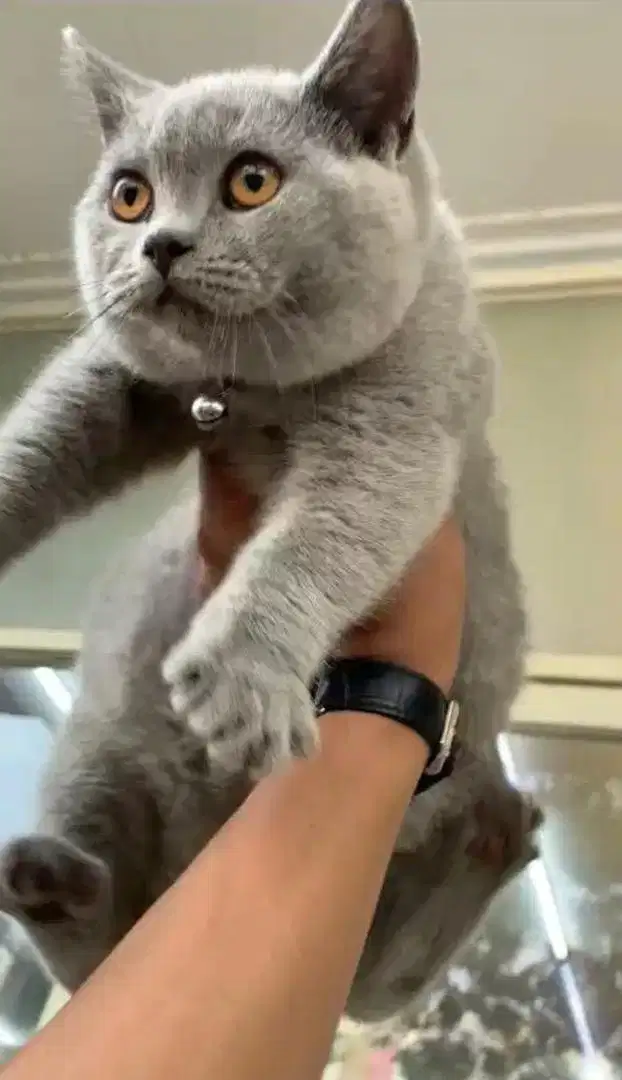 Kucing british shorthair bsh british short hair