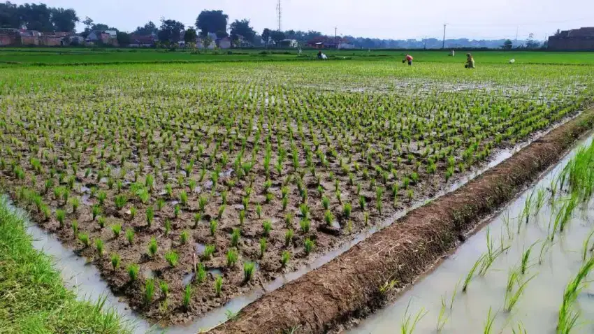 Dijual Sawah Produktif (harga pertumbak)