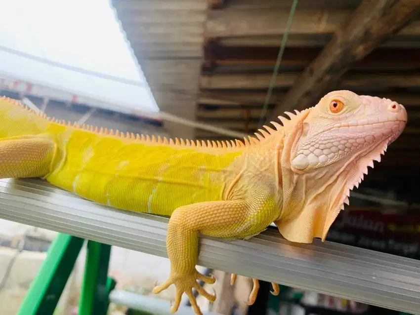 IGUANA ALBINO IGUANA ALBINO