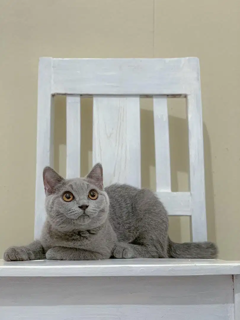 British shorthair