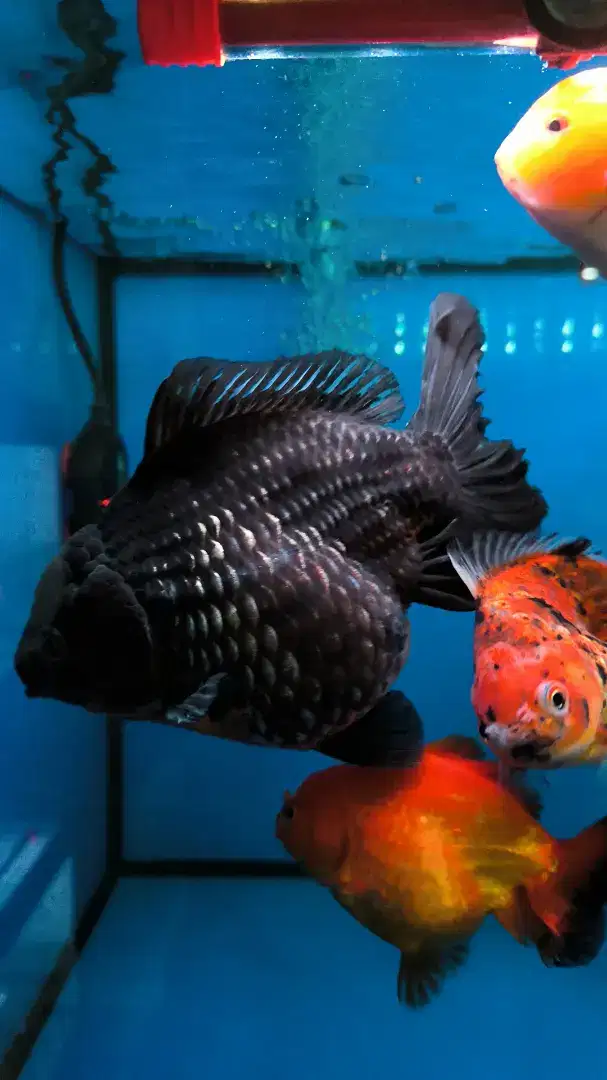 Dijual ikan mas koki oranda ranchu