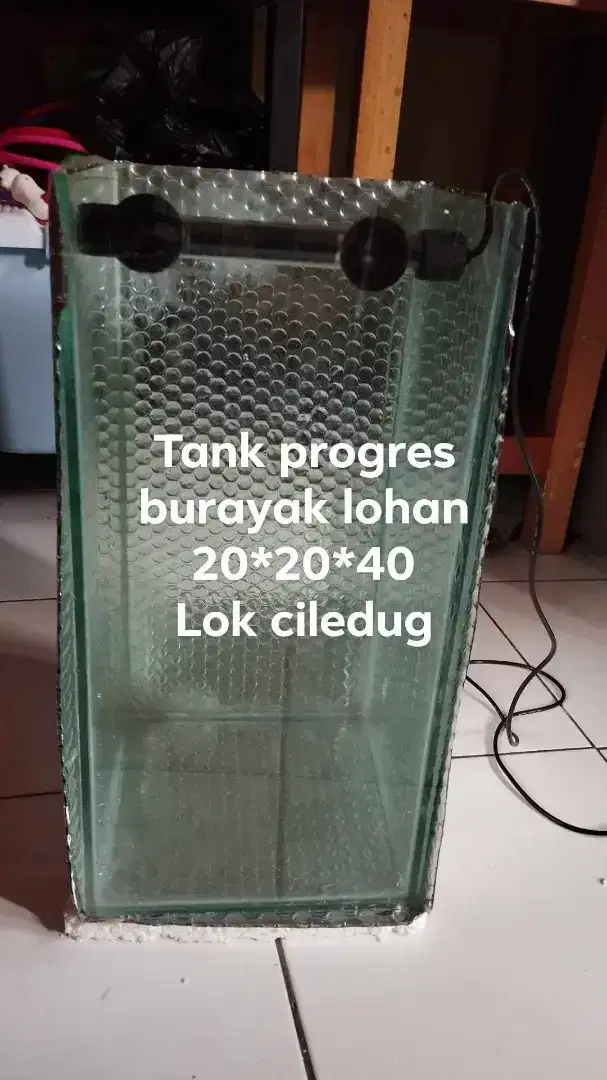 Akuarium progress louhan