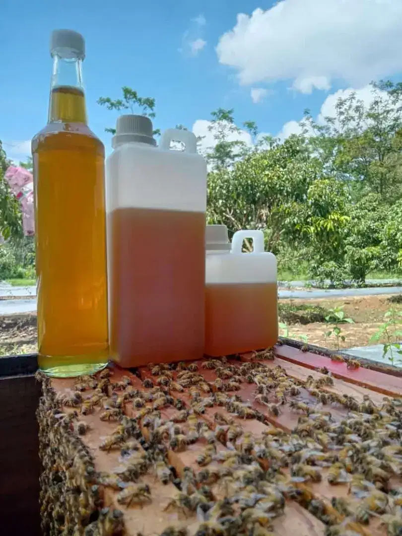 Madu Murni Raw Honey