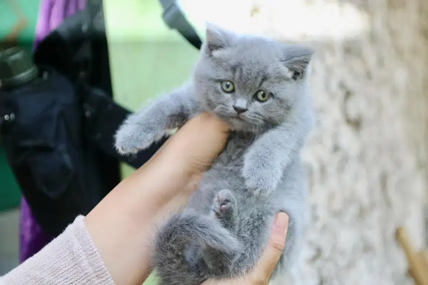 Kucing british short hair kitten