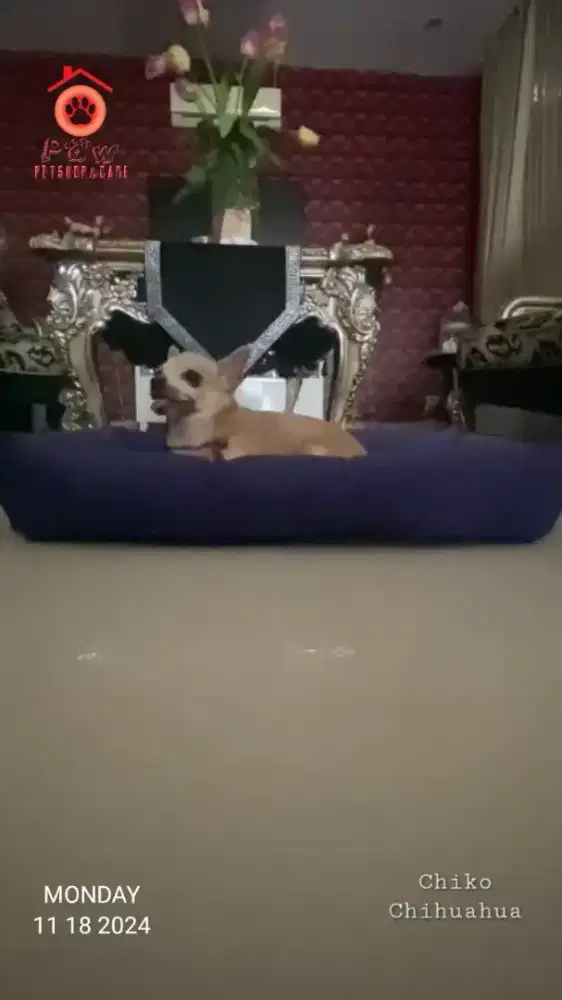 vaksin anjing kenjeran