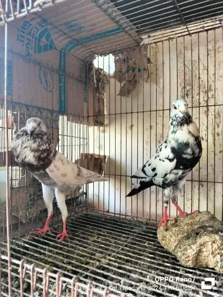 Merpati Brunner pouter blorok indukan bawa anak