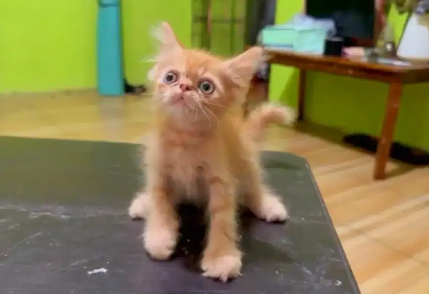 Kitten peaknose