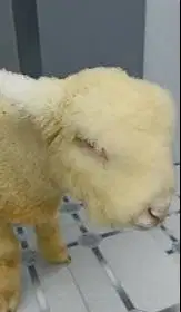 sepasang cempe domba merino kontes 4 bulanan full bulu exotik rawatan