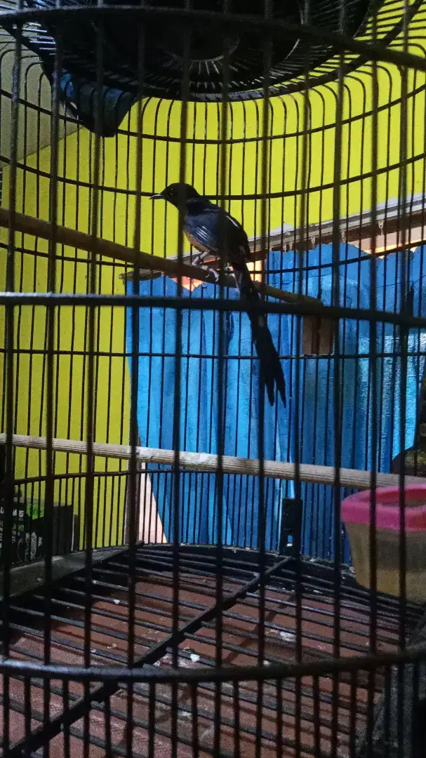 Di jual burung murai batu gacoran n mapan