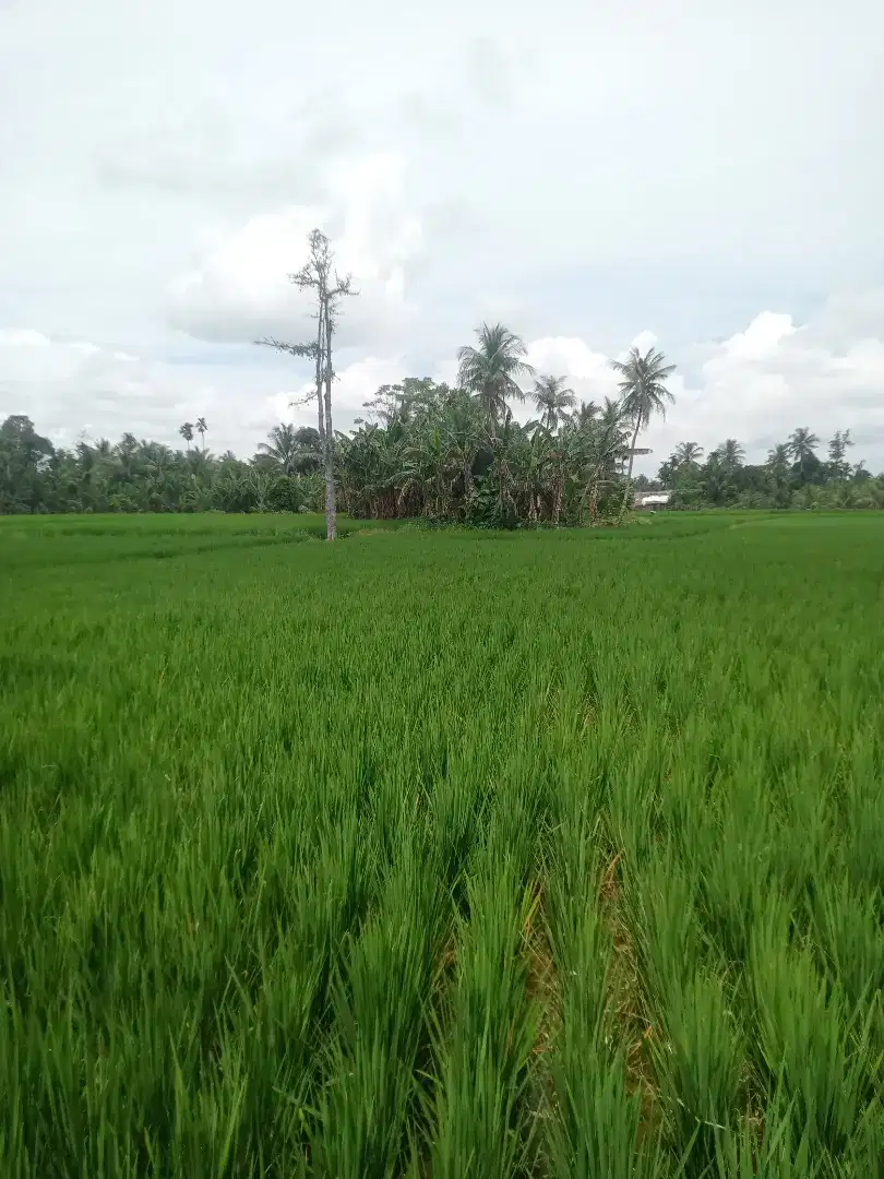 Di jual  sawah  1 hektar