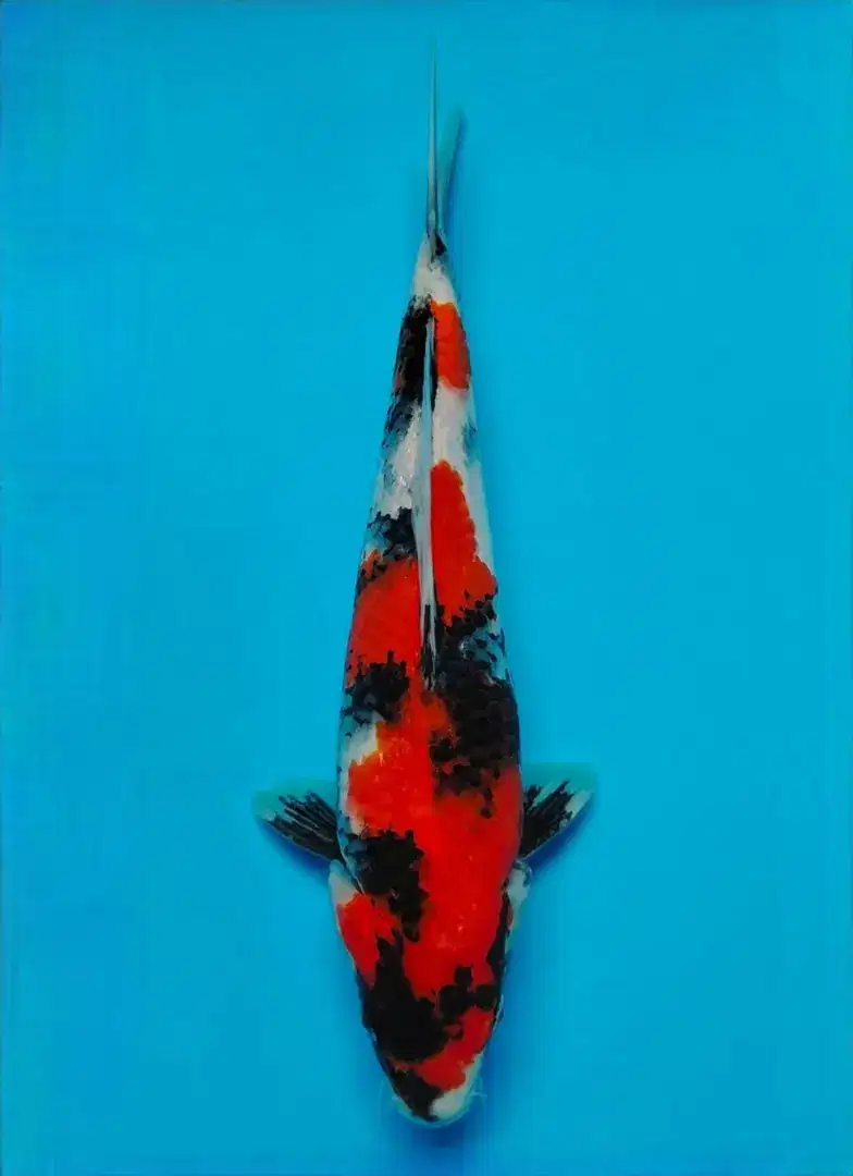 ikan koi showa super quality