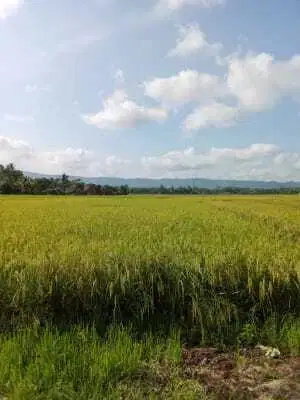 SAWAH PRODUKTIF DI JUAL AREA UJUNG GENTENG SUKABUMI