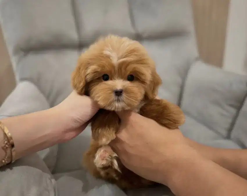 Maltipoo Female