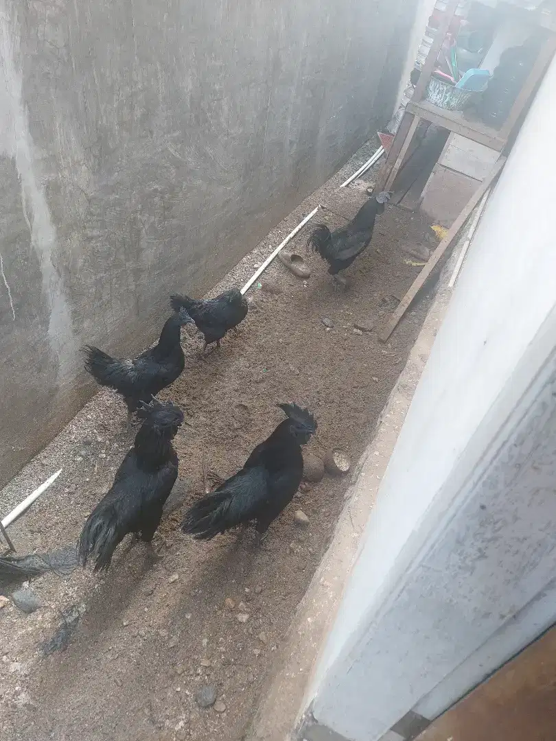 Ayam cemani ori lidah hitam