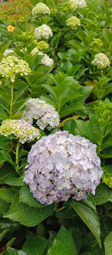 tanaman hias hortensia