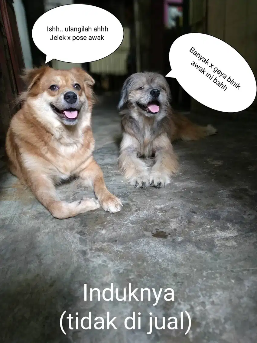 Jual anak anjing jantan & betina