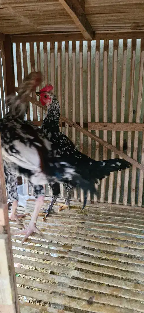 Ayam Kampung plus kandangnya