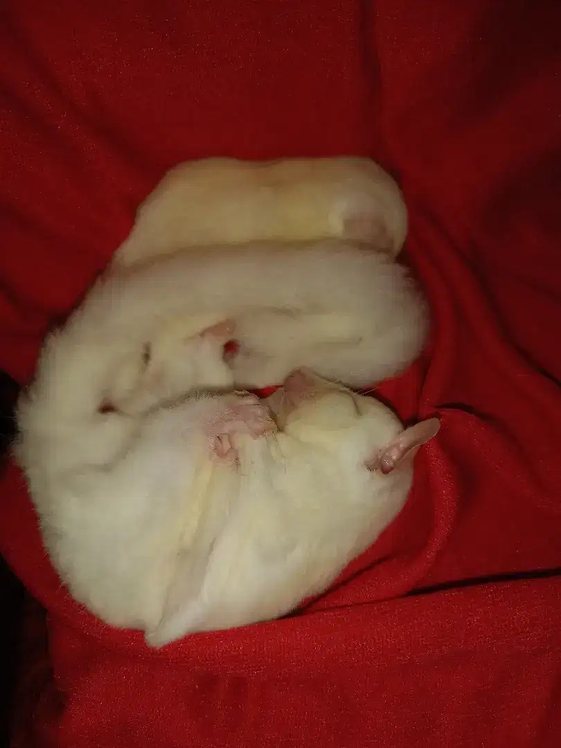 Sugar glider leucistic