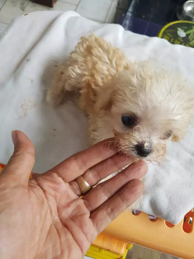 Puppy Poodle Jantan ( Apricot Colour )