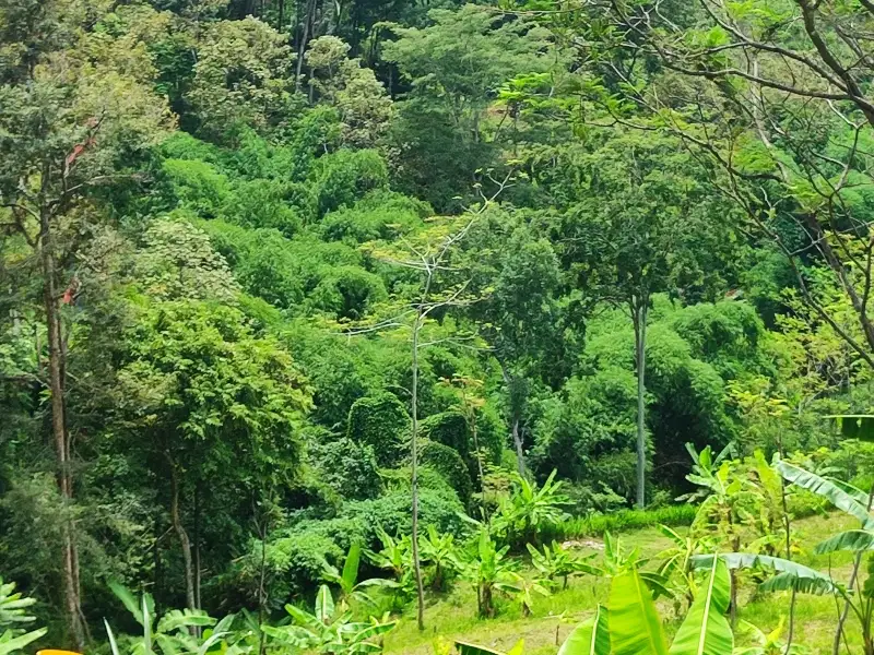 KEBUN PRODUKTIF 19650 REMBANGAN VIEW PERBUKITAN