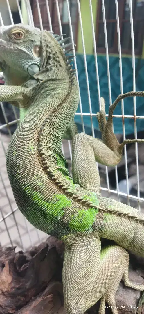 Jual iguana usia -+ 2tahun