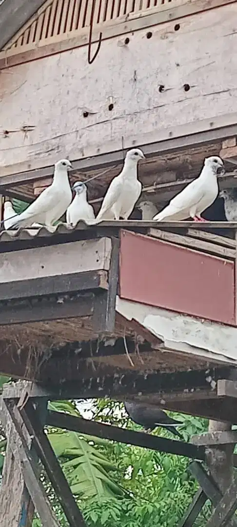 BURUNG MERPATI PUTIH