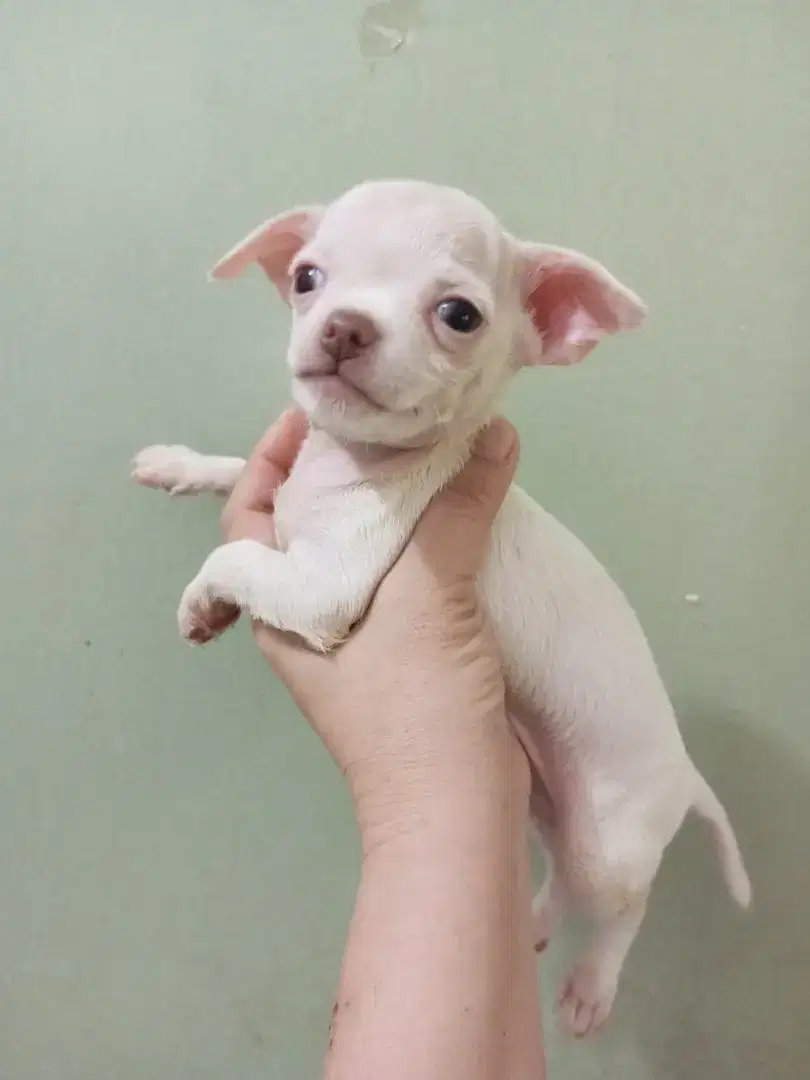 Anakan Chihuahua white