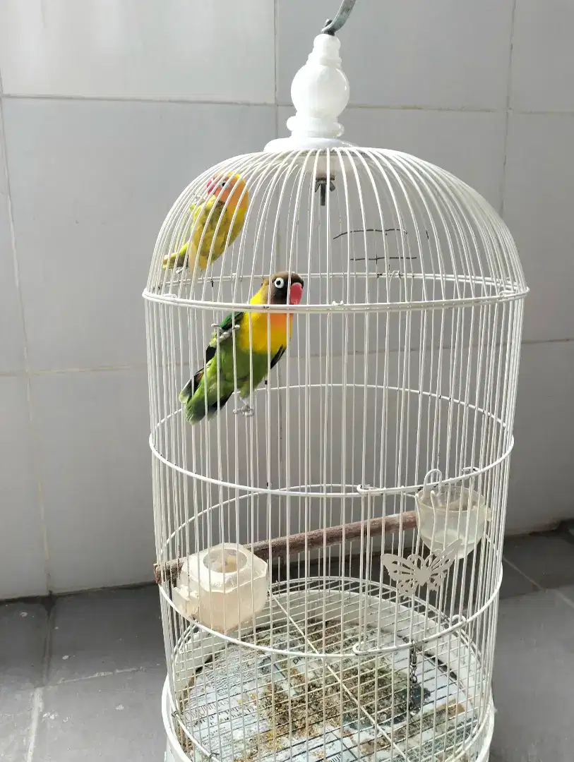 Jual LOVEBIRD 11 EKOR BONUS KANDANG.