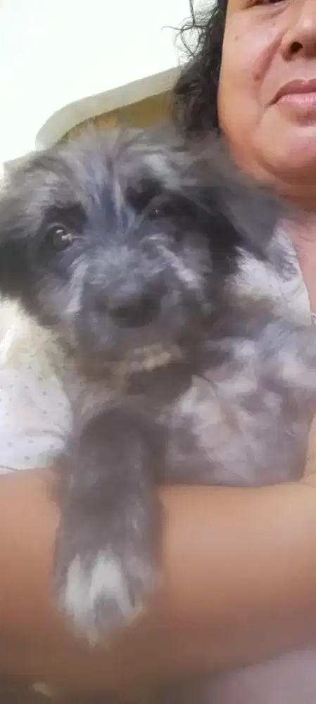 Anak anjing mix Maltese betina usia 2 bln