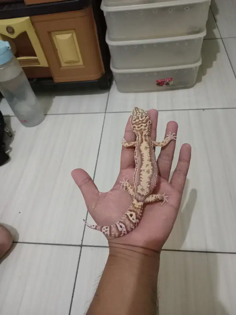 Leopard Gecko lucu