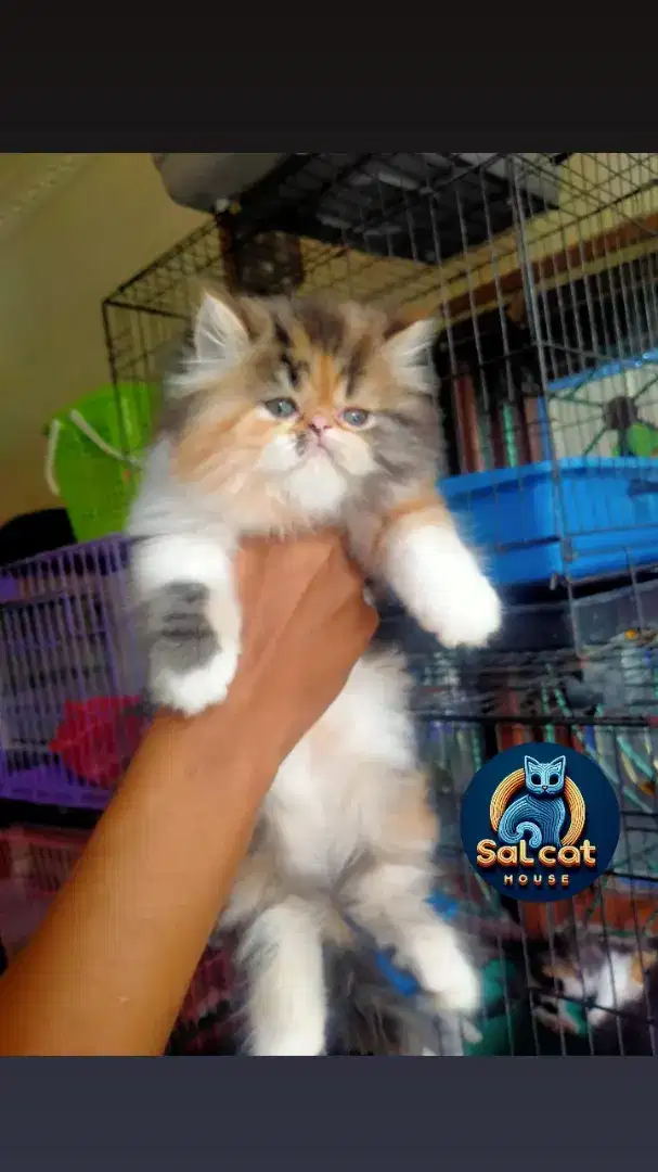 Kucing kitten peaknose