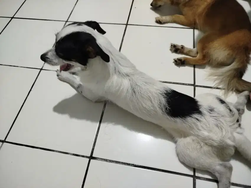 Anjing mix breed Chihuahua-Shihtzu