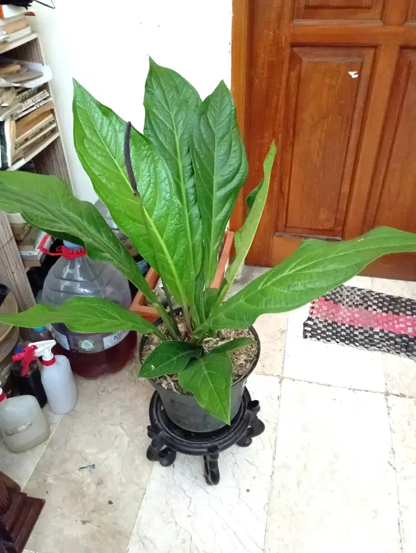 Anthurium jemani sawi panjang