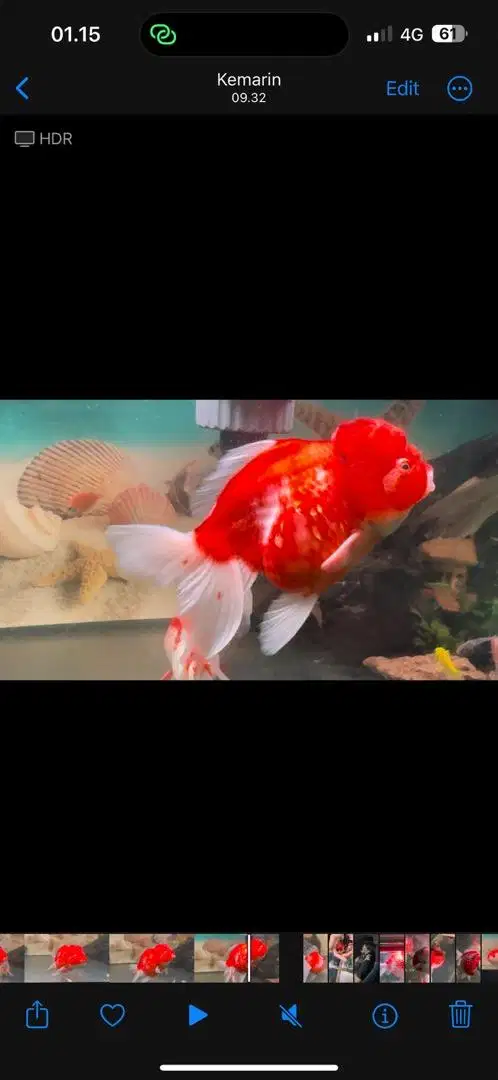 ikan koki oranda rosetail