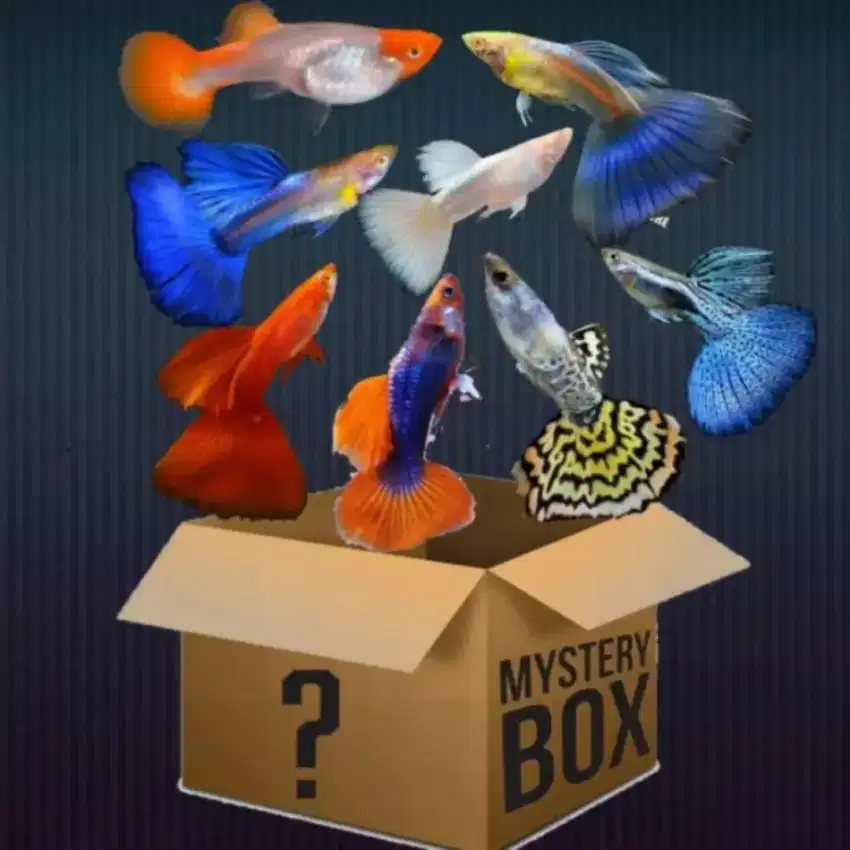 mysteri box guppy