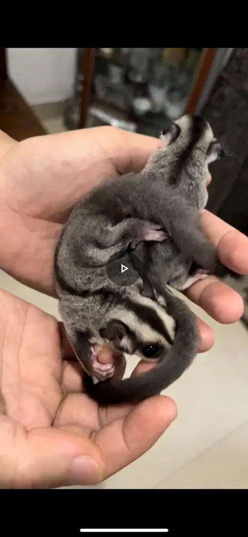 Sugar Glider Sepasang anak 2 bulan