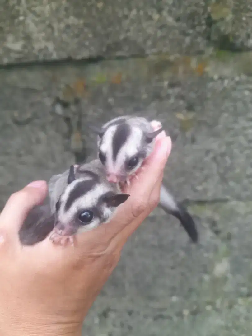 Sugar Glider Sepasang