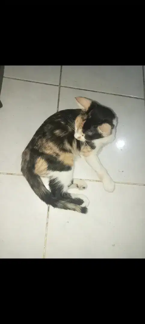 Kucing anggora betina kucing belang telon kucing anakan cat lovers