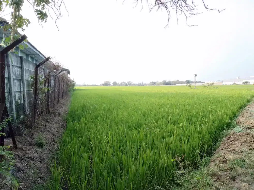 Dijual Sawah Lokasi Strategis