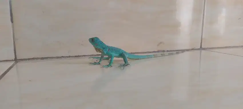 Iguana blue baby