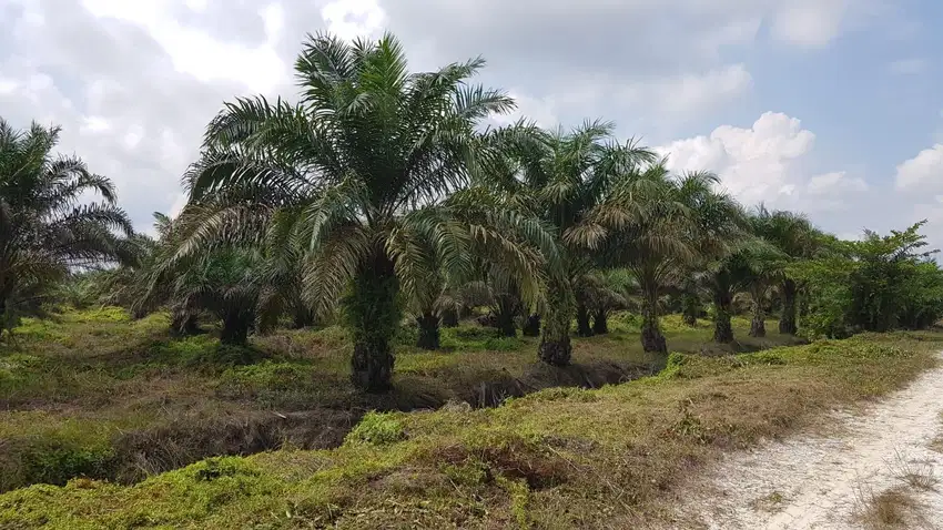 Dijual Kebun Sawit 1000 ha di Indragiri Hilir, Riau