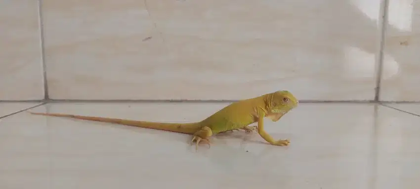 Iguana albino baby