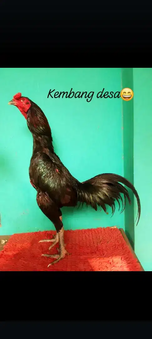 Jual ayam dewasa sehat kokoh joss