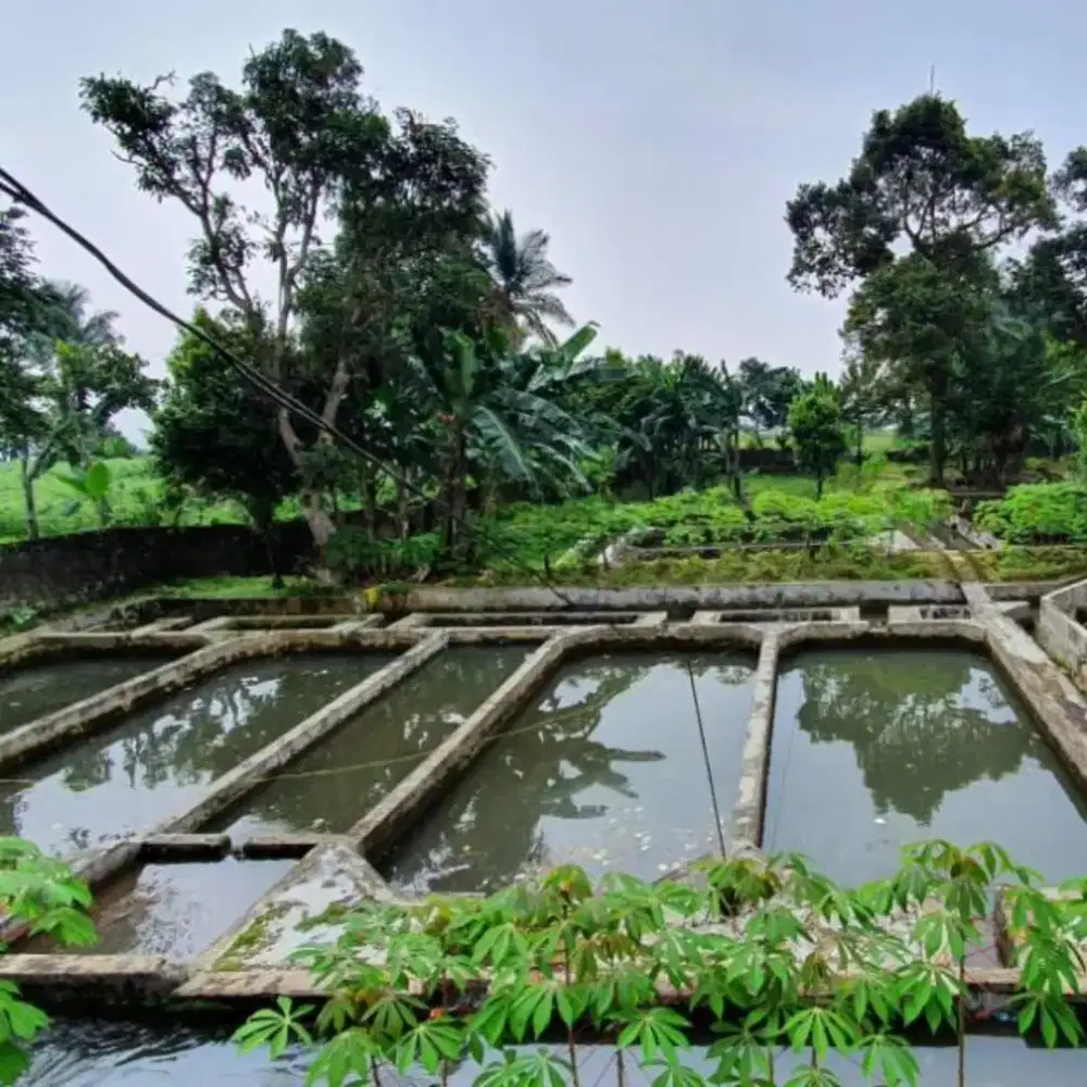 Pengawas Peternakan dan Perikamam
