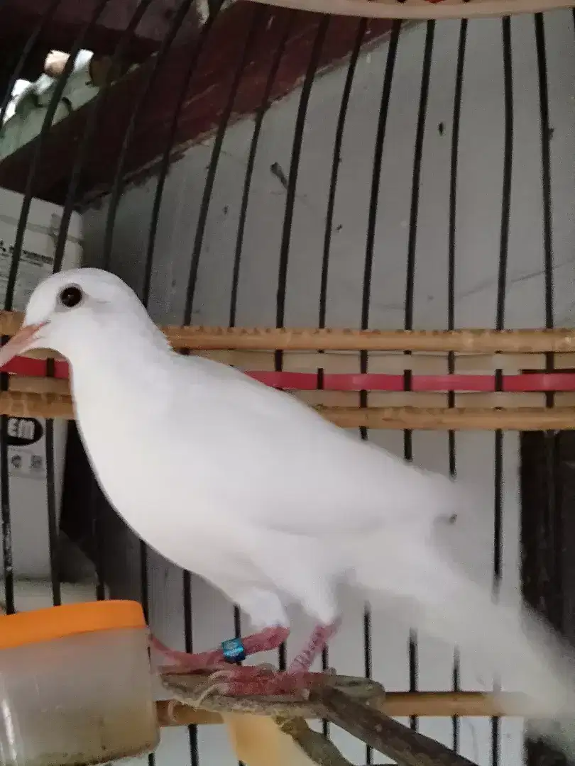 Burung Tekukur putih Jantan